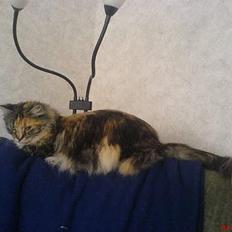 Maine Coon Fister er flyttet