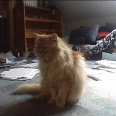 Blanding af racer Garfield