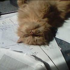 Blanding af racer Garfield