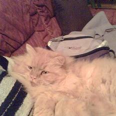 Blanding af racer Garfield