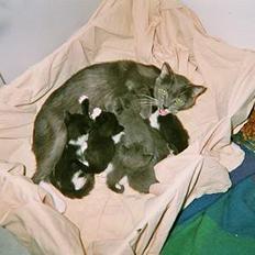 Blanding af racer Gry <3 SOLGT