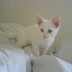 Blanding af racer NimNim R.I.P