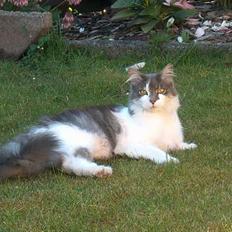 Huskat Gustav - Gris -