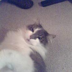 Huskat Gustav - Gris -