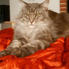 Maine Coon Chrisdahl´s Alf