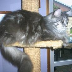 Maine Coon Chrisdahl´s Alf