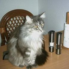Maine Coon Chrisdahl´s Alf