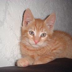 Blanding af racer Eddie