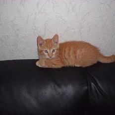 Blanding af racer Eddie