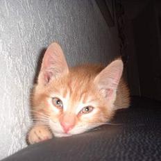 Blanding af racer Eddie