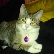 Blanding af racer Paprika