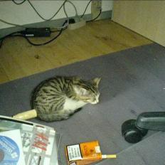 Blanding af racer Paprika