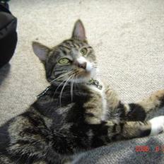 Huskat Gonzo - Savner ham :(!