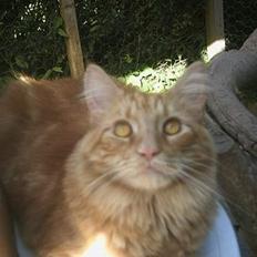 Blanding af racer Garfield