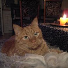 Huskat Buller R.I.P. 10.04.08