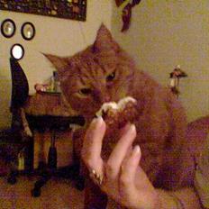 Huskat Buller R.I.P. 10.04.08