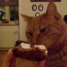 Huskat Buller R.I.P. 10.04.08