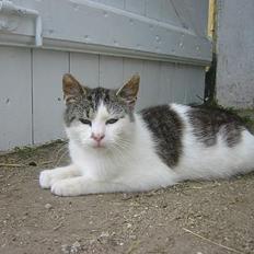 Blanding af racer Talis 