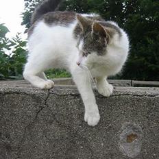 Blanding af racer Talis 