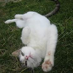 Blanding af racer Talis 