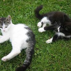 Blanding af racer Monti 