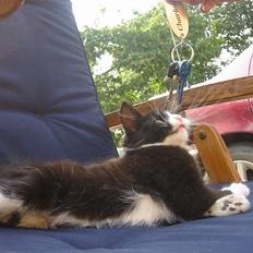 Blanding af racer Monti 