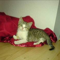 Blanding af racer Paprika