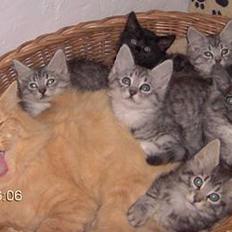 Blanding af racer 6linger 