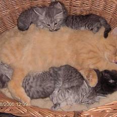 Blanding af racer 6linger 