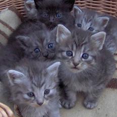 Blanding af racer 6linger 