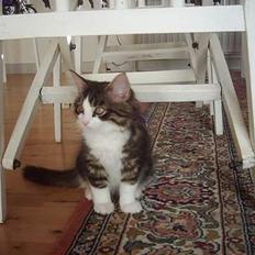 Blanding af racer trille