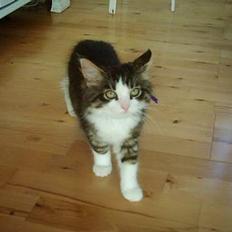 Blanding af racer trille