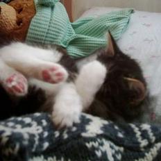 Blanding af racer trille