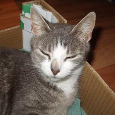 Blanding af racer ninna