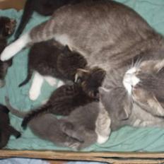 Blanding af racer ninna