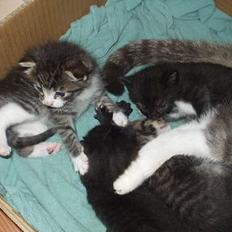 Blanding af racer ninna