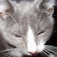 Blanding af racer kritte