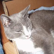 Blanding af racer kritte