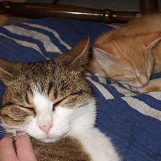 Blanding af racer spide.. død..