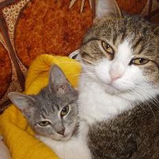 Blanding af racer spide.. død..