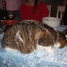 Blanding af racer spide.. død..