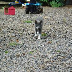 Blanding af racer † Toyota †   Død  #