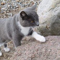 Blanding af racer † Toyota †   Død  #