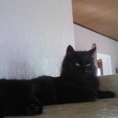 Blanding af racer Pjuske