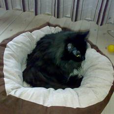 Blanding af racer Pjuske