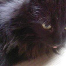 Blanding af racer Pjuske