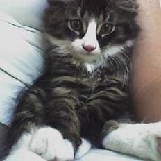 Blanding af racer Nemo