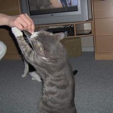 Huskat Tykmis