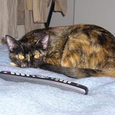 Blanding af racer Gismo