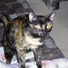 Blanding af racer Gismo